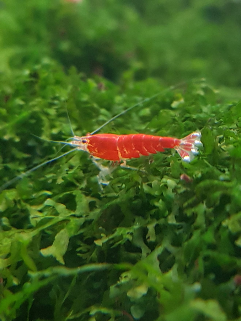 Pure Red Crystal Garnele